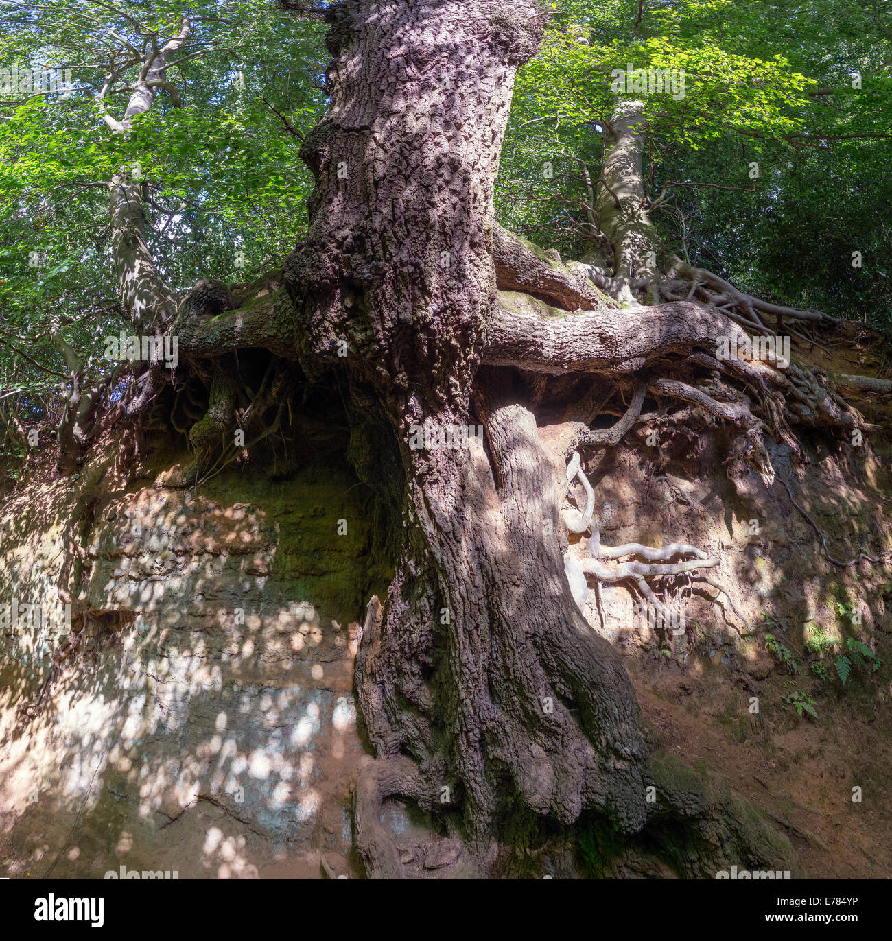 Antico albero aggrappato al lato di Holloway vicino Albury nel Surrey, Regno Unito Foto Stock