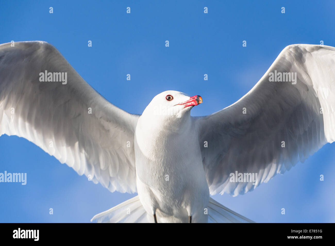 Uccello del Gabbiano Foto Stock