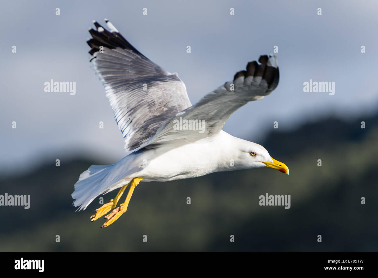 Seagull bird flying Foto Stock