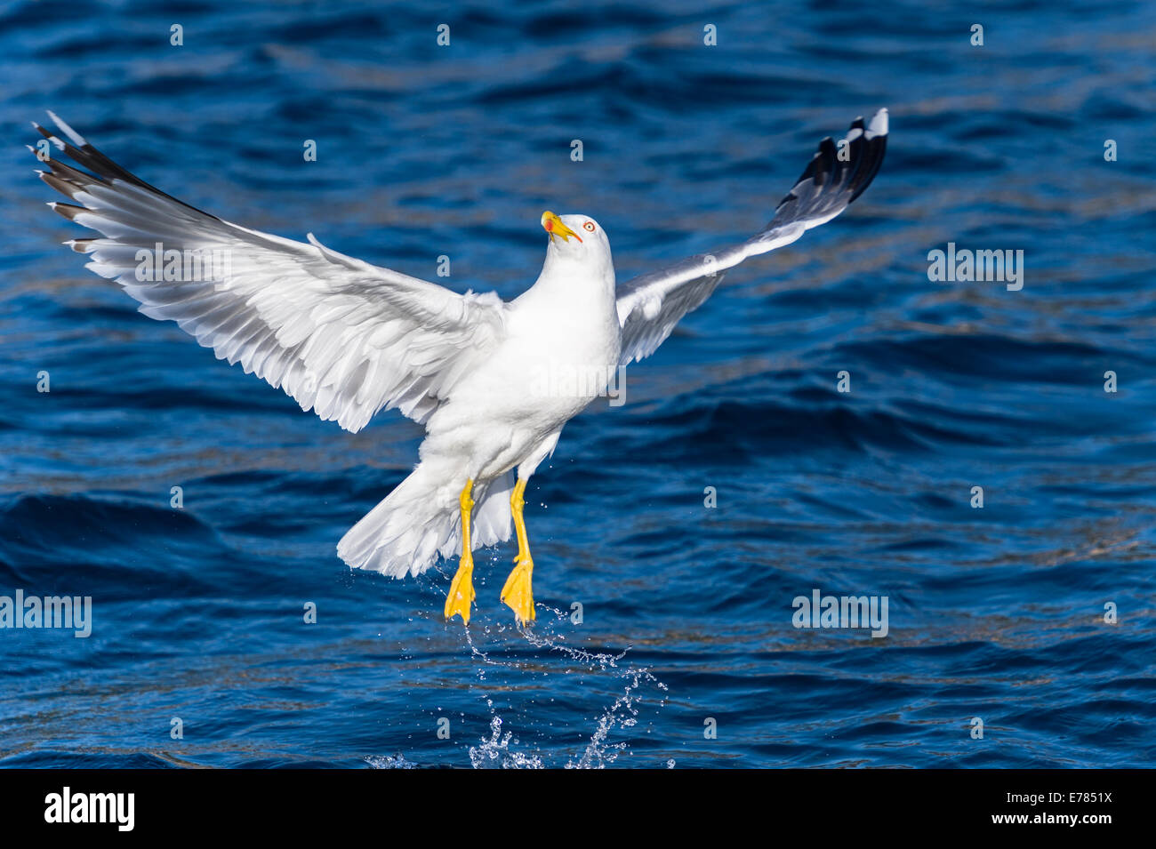 Seagull bird take-off Foto Stock