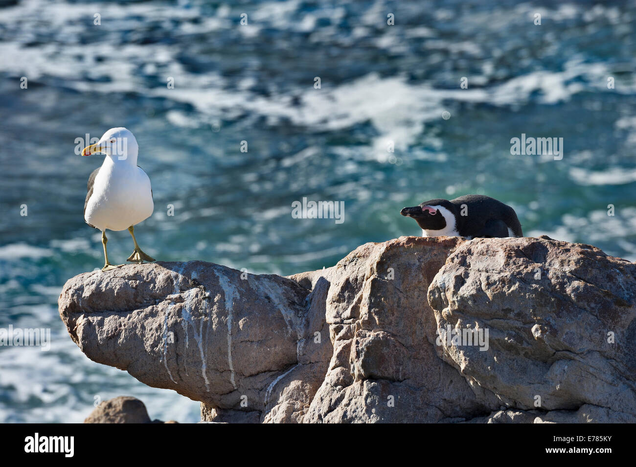 Sud Africa, costa ovest, Oceano Atlantico, Sea-gull e Jackass Penguin Foto Stock