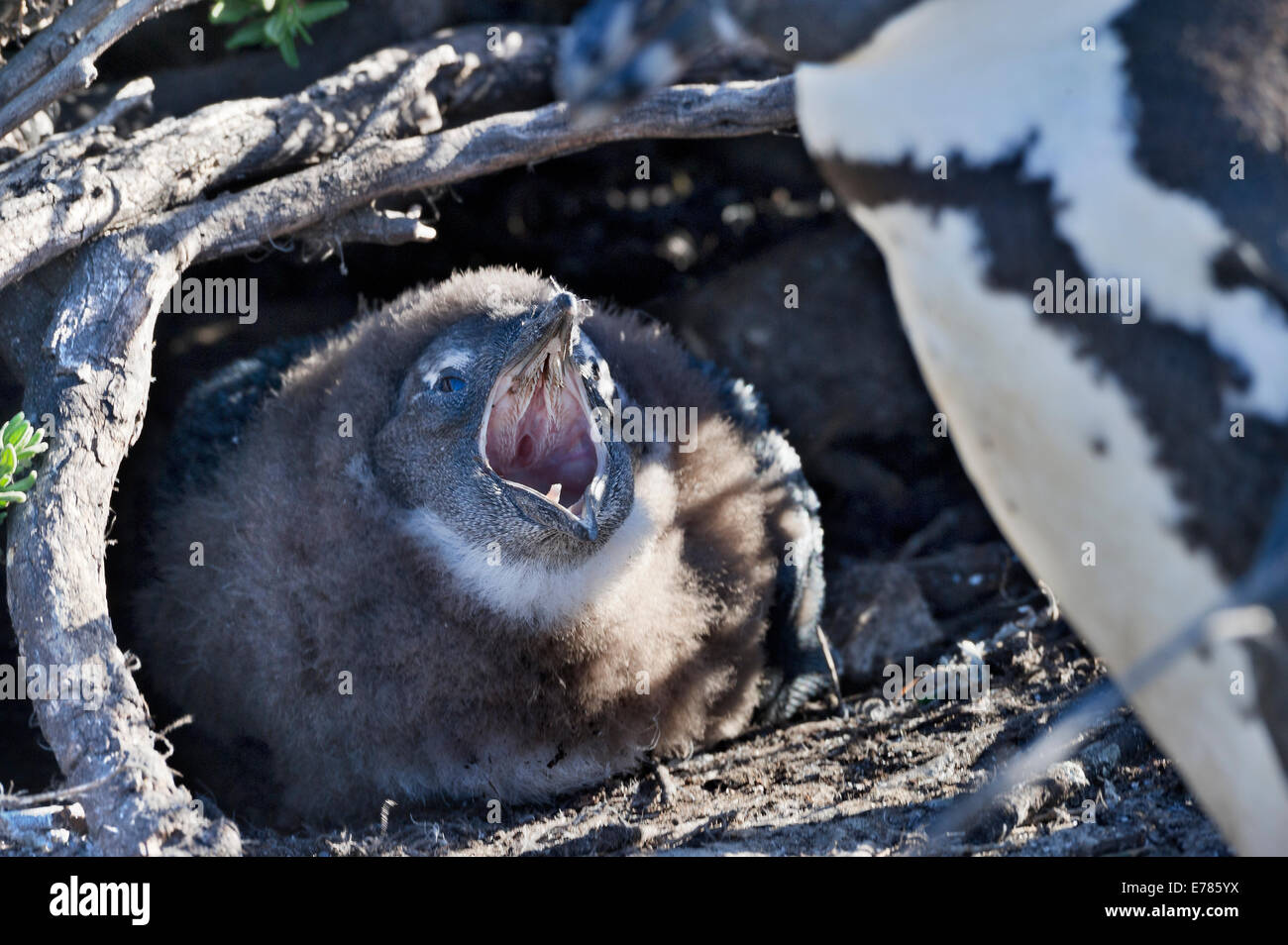 Sud Africa, Cape Peninsula, capretti Jackass Penguin, Spheniscus demersus Foto Stock