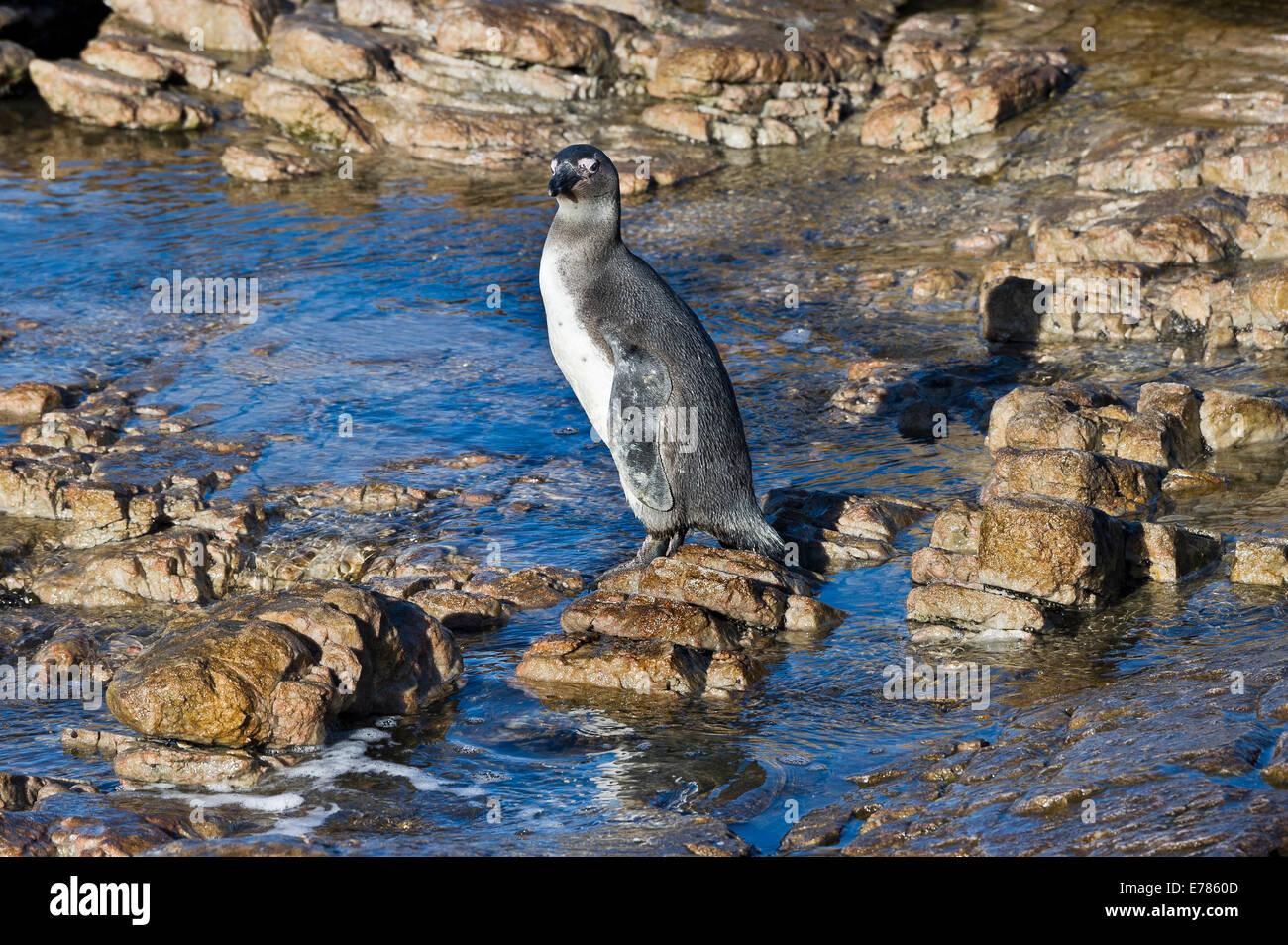 Sud Africa, Cape Peninsula, Jackass Penguin, Spheniscus demersus Foto Stock