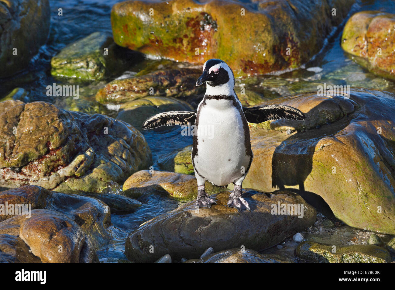 Sud Africa, Cape Peninsula, Jackass Penguin, Spheniscus demersus Foto Stock