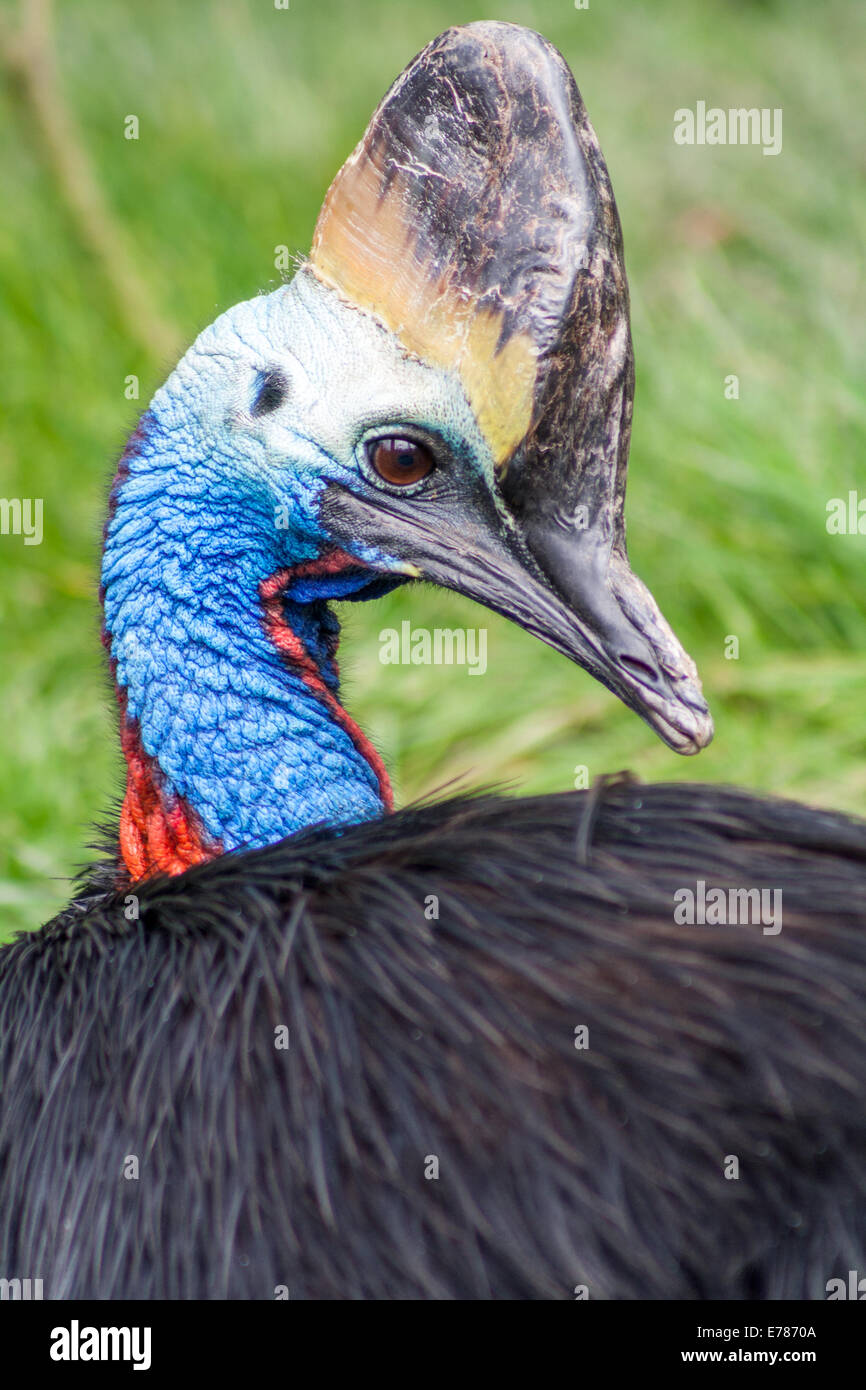 Casuario australiano sdraiato in erba, colpo alla testa Foto Stock
