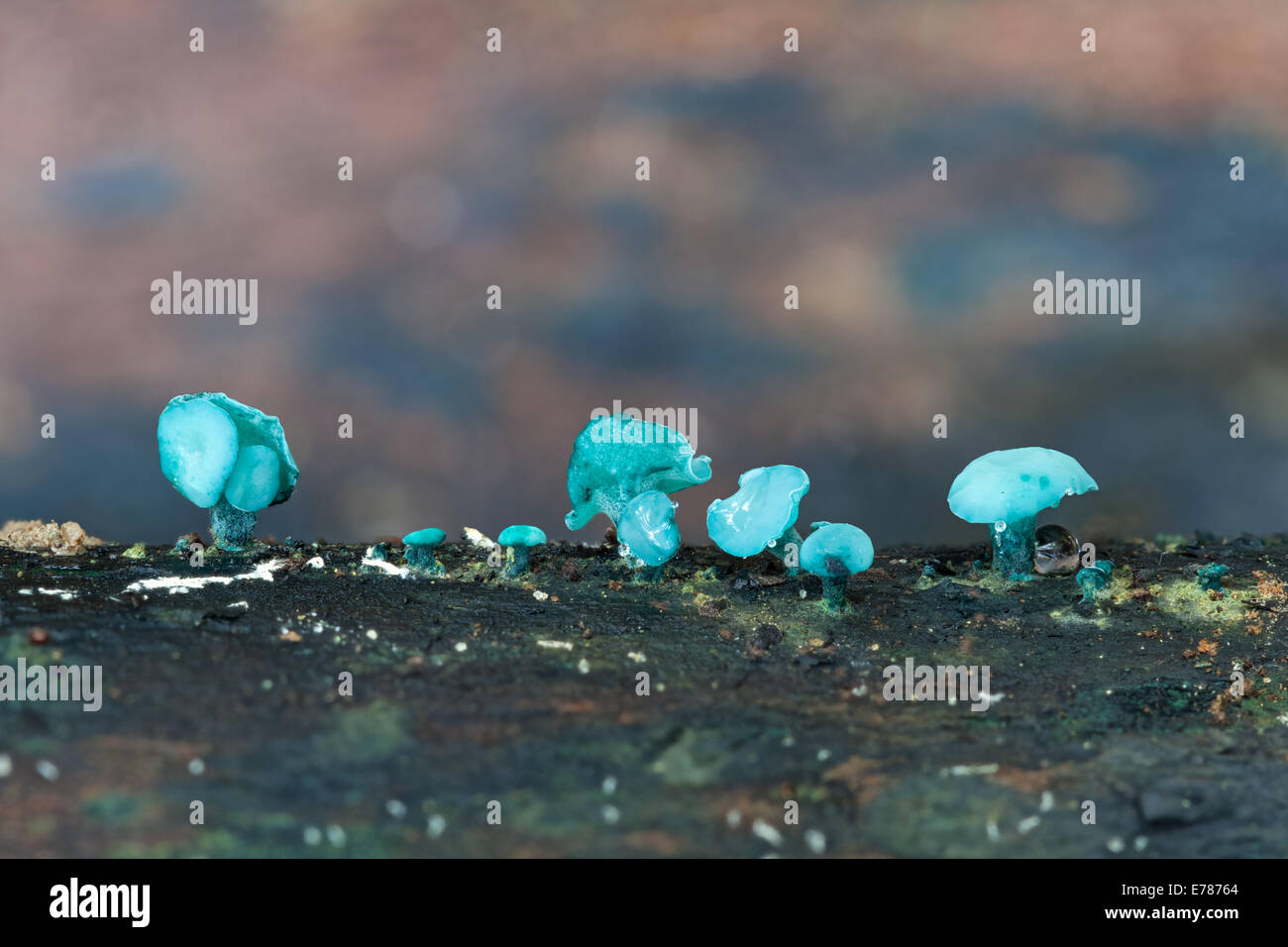 Verde, Elfcup Chlorociboria aeruginascens Foto Stock