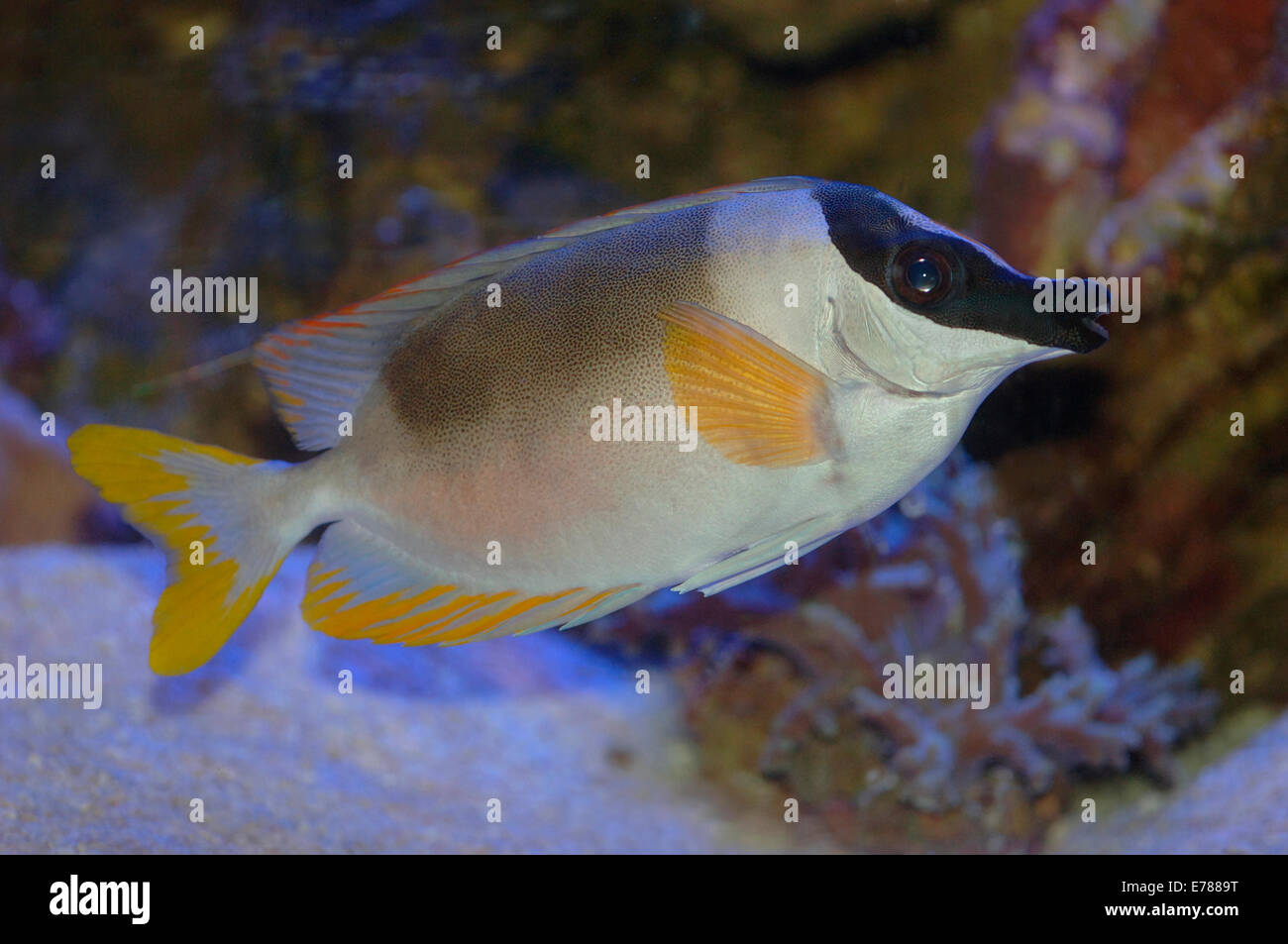 Una specie di Fox faccia il pesce. Foto Stock