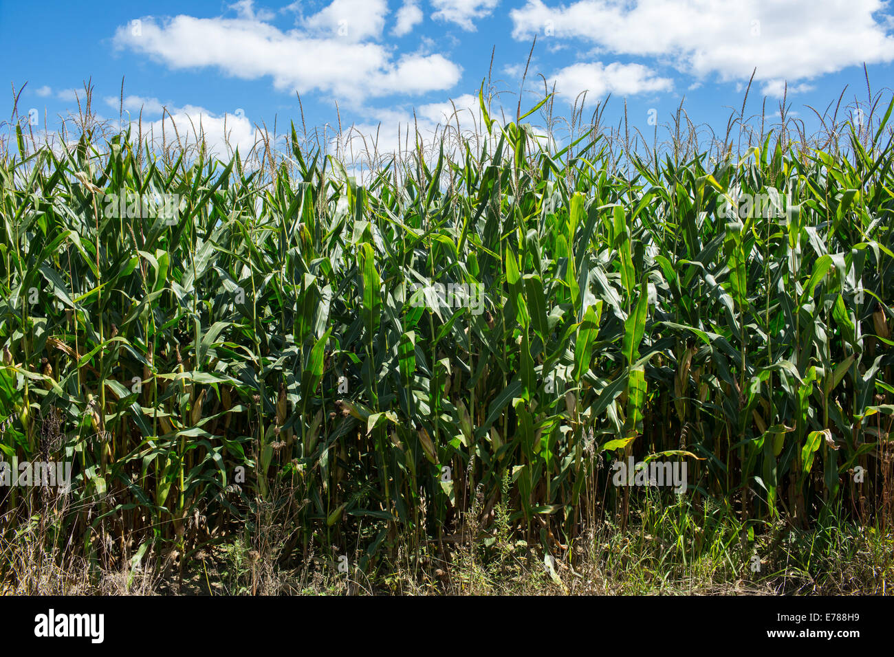 Un campo di grano in zone rurali Ohio Foto Stock