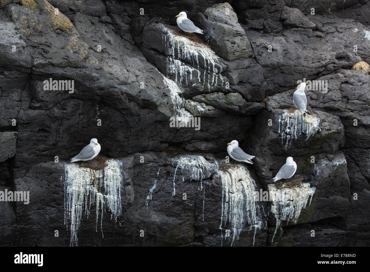 Le scogliere striate con il guano di fulmars ed kittiwakes, nr Arnastapi, Snaefellsnes Peninsula, western Islanda Foto Stock