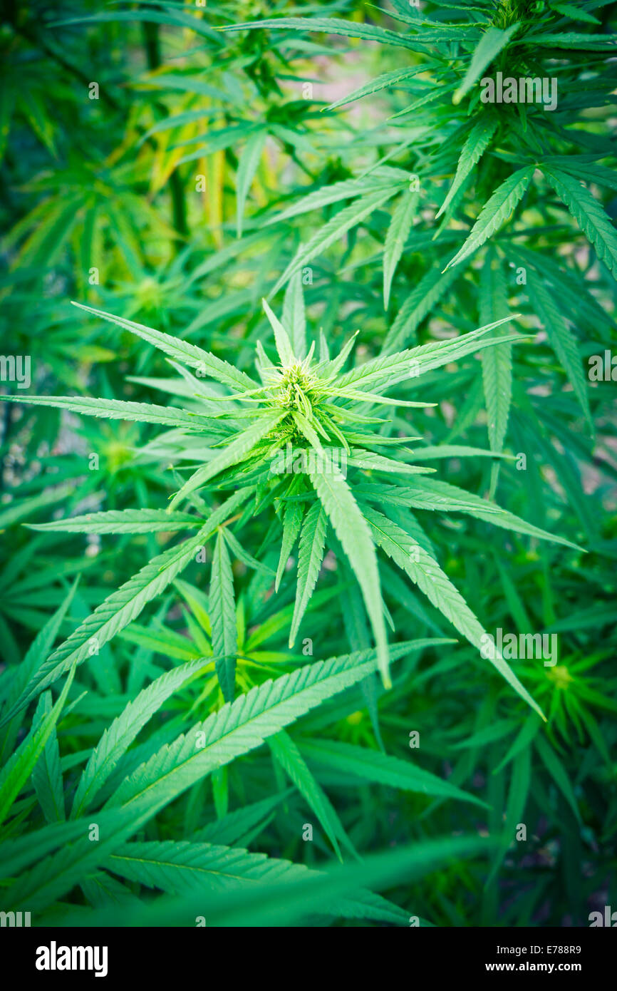 Dettaglio dei giovani pianta di cannabis marijuana Foto Stock