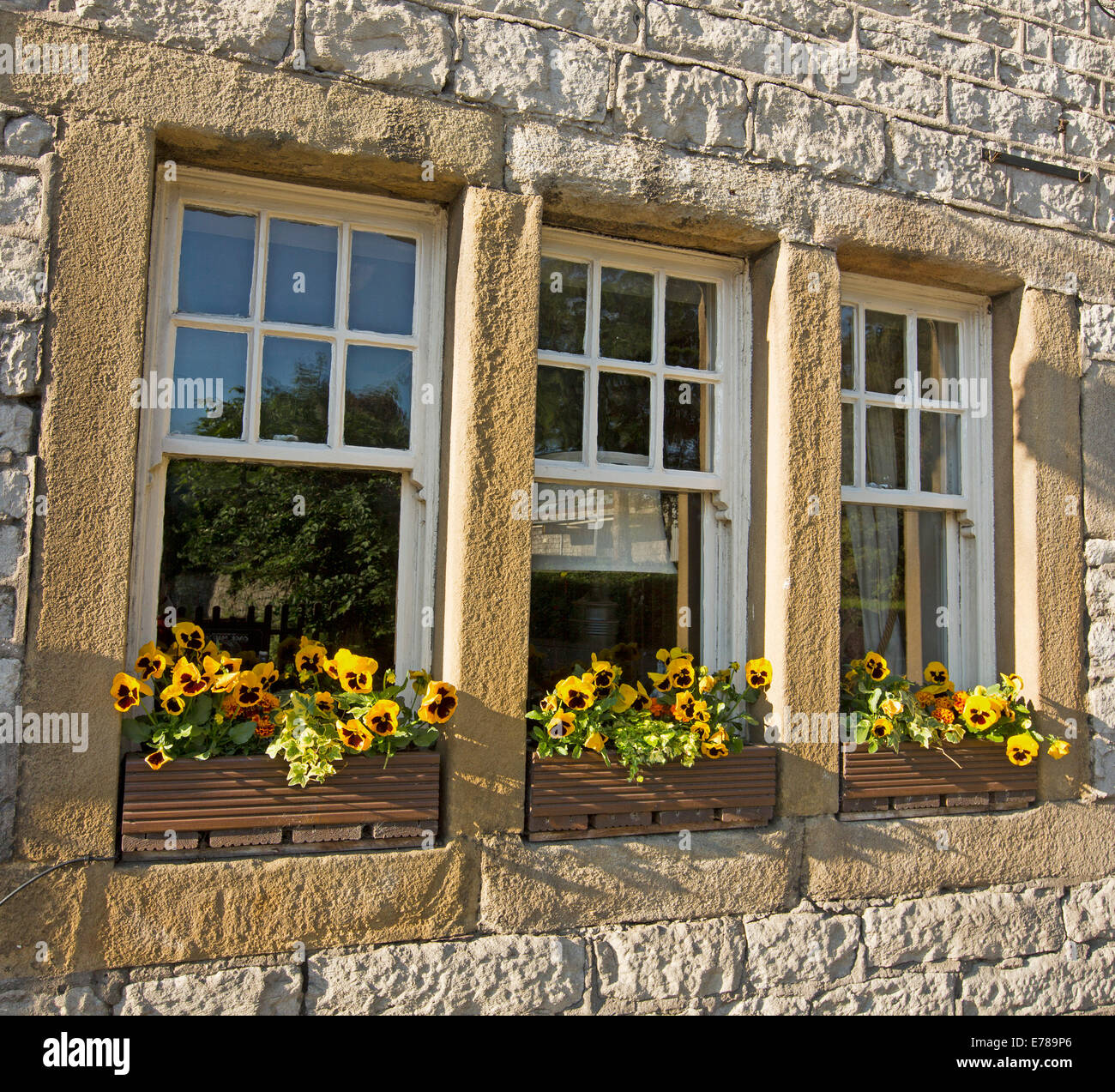 Tre finestre con Colorati luminosamente visualizza di pansies al di fuori delle finestre di cottage in pietra nel villaggio inglese di Castleton Foto Stock