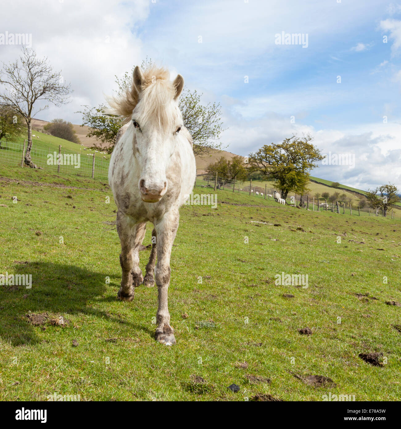 Un fangoso cavallo bianco in un settore che corre verso la telecamera, Derbyshire, Peak District, England, Regno Unito Foto Stock