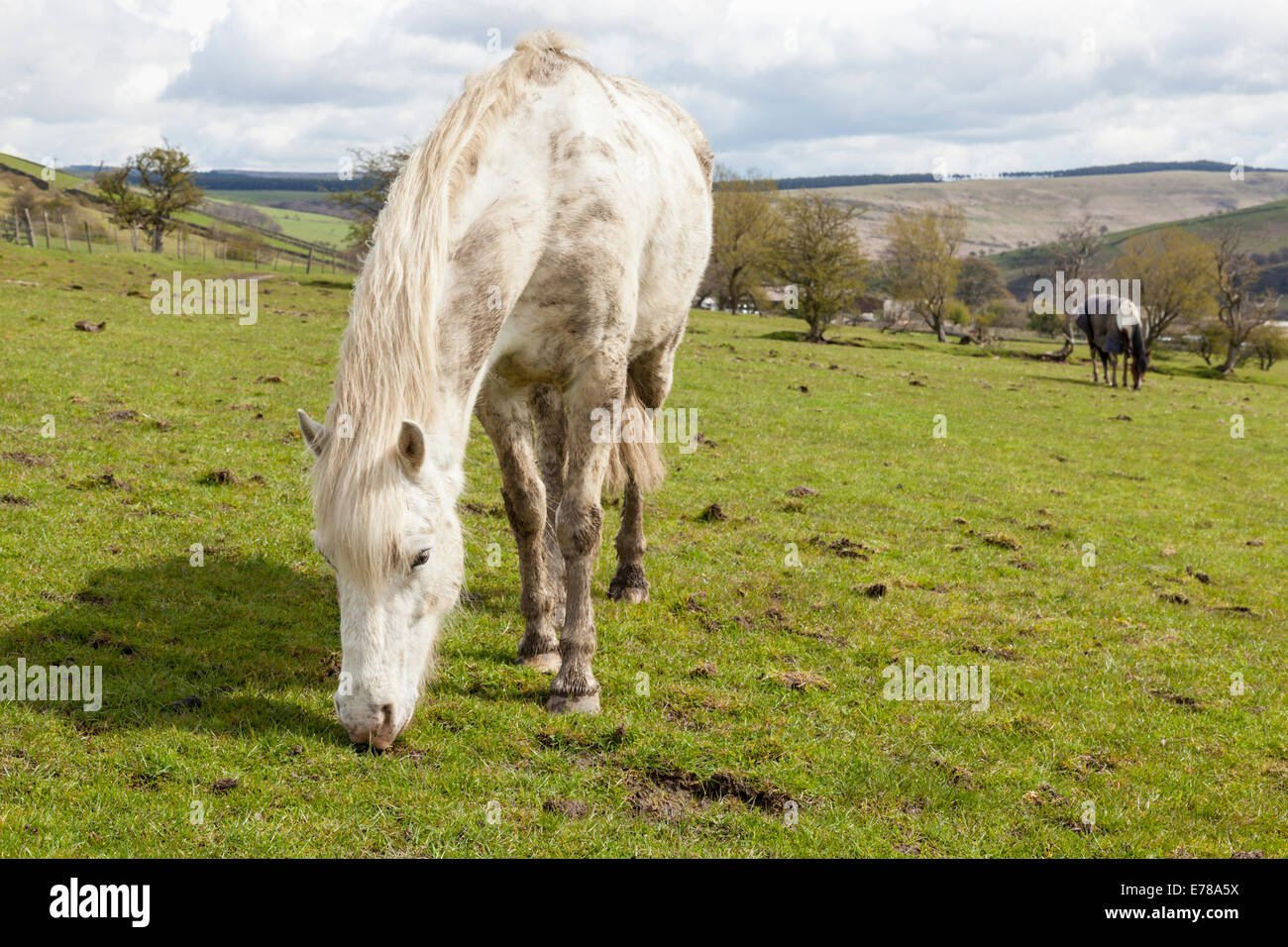 Un cavallo bianco mangiare erba in un campo fangoso nel Derbyshire campagna, Peak District, England, Regno Unito Foto Stock