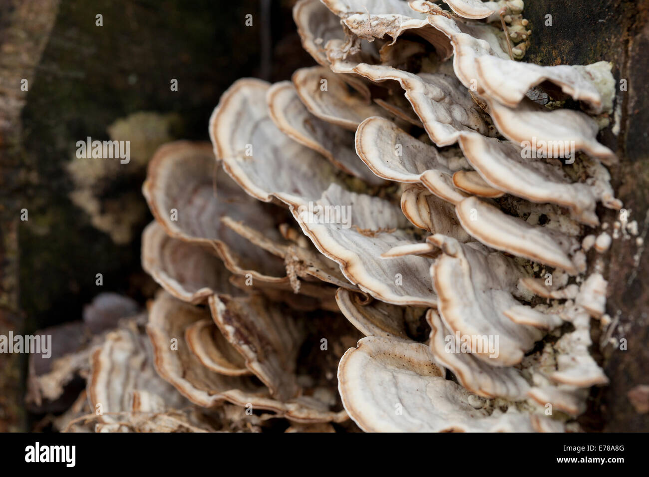 La Turchia di coda (fungo Trametes versicolo aka Coriolus versiclolor, Polyporus versicolor) crescente sul tronco di albero - USA Foto Stock