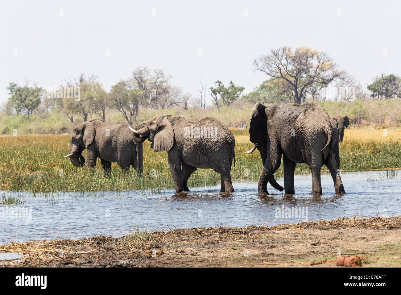 Una famiglia di bush africano Elefante africano (Loxodonta africana) a piedi attraverso un waterhole in una palude di Okavango Delta, il Kalahari, Botswana, Sud Africa Foto Stock
