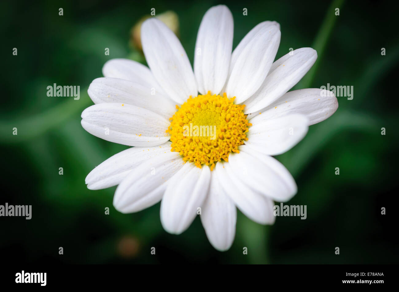 Occhio di bue daisy Bellis Perennis. Daisy fiore singolo, dissolvenza in nero. Foto Stock