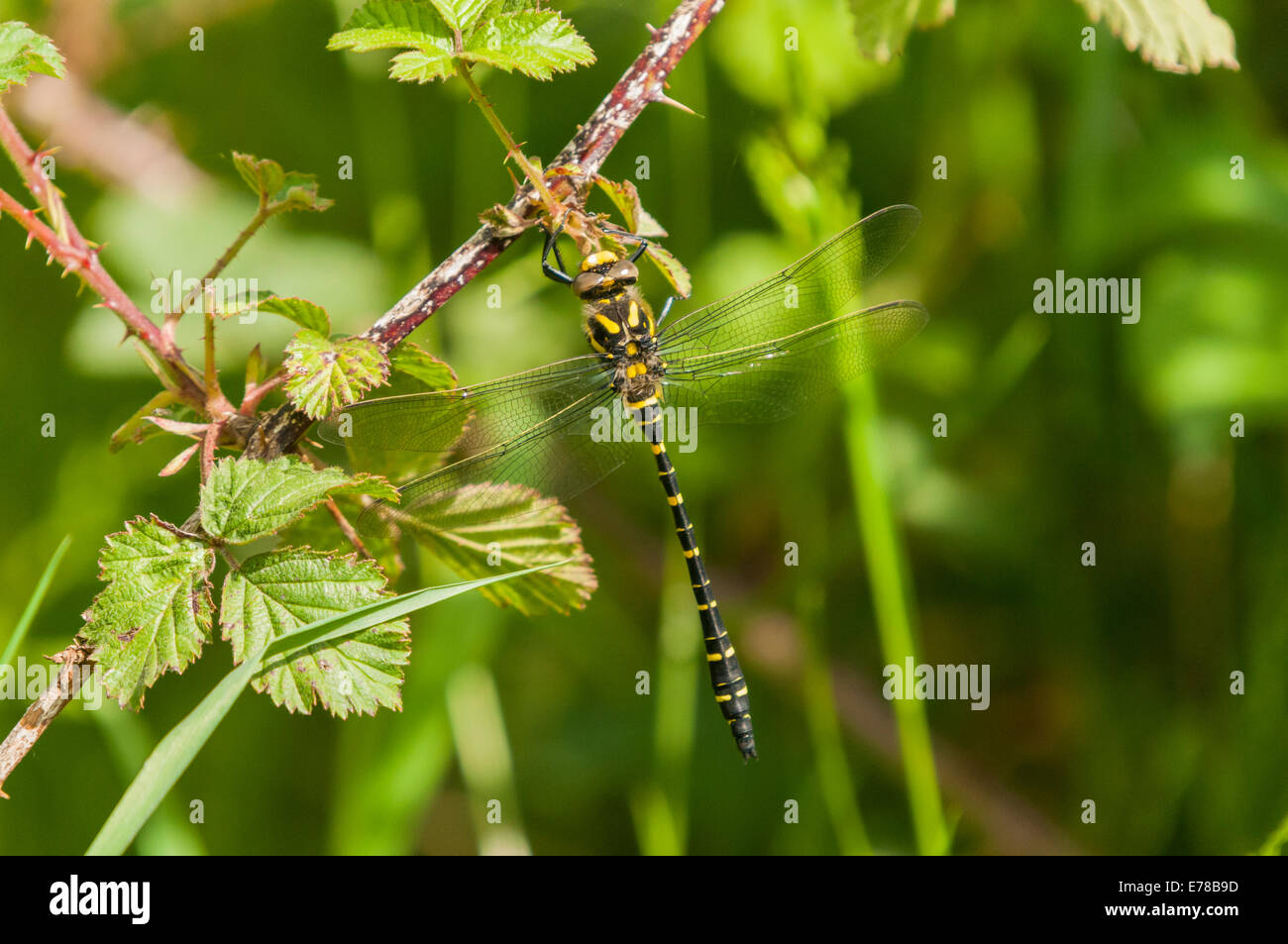 Un maschio di Golden inanellato Dragonfly, Cordulegaster boltonii, appeso ad un ramo di Blackberry nel sole estivo Foto Stock