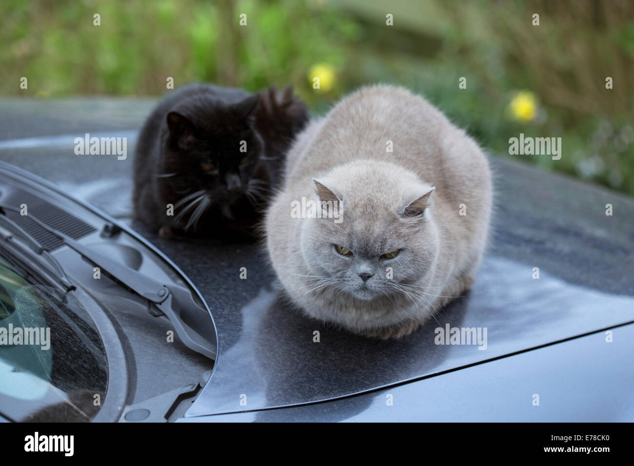Due gatti seduti su un caldo auto cofano. Foto Stock