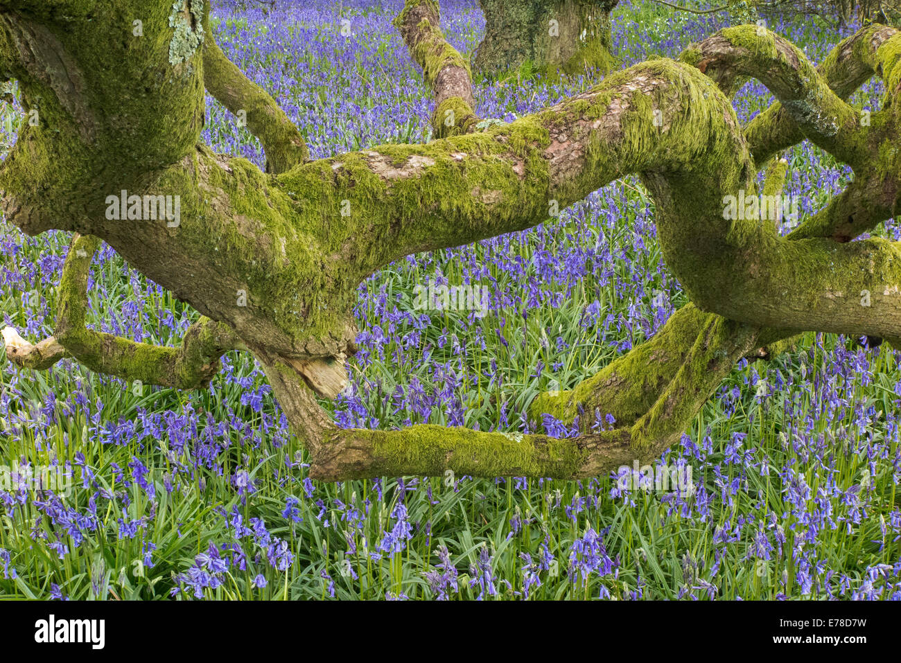 Dettaglio Struttura e bluebells vicino Minterne Magna, Dorset, England, Regno Unito Foto Stock