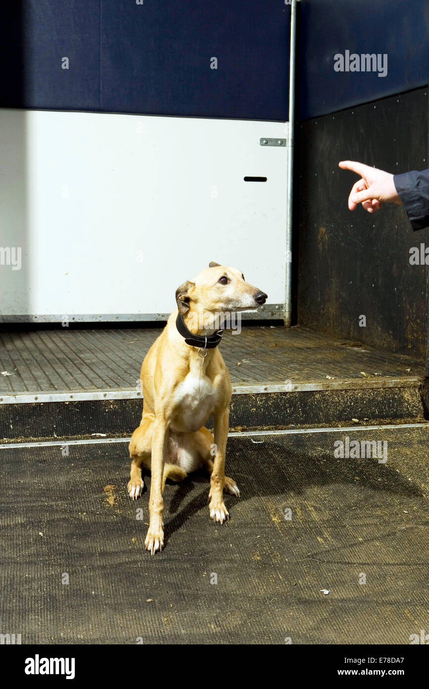Un whippet cane guarda i suoi proprietari della mano e del dito come detto di sedersi ancora in un cavallo rimorchio. Foto Stock