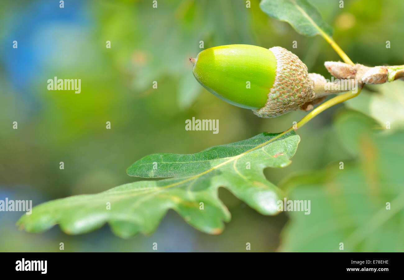Acorn verde e foglie su sfondo naturale Foto Stock