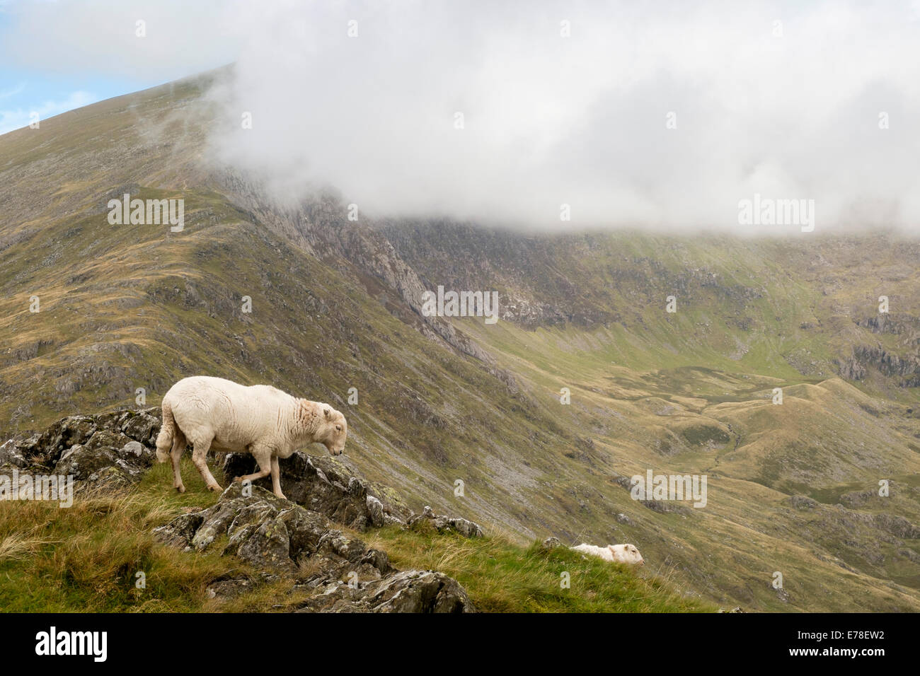 Pecora su Yr Aran montagna con bassa nube su Mount Snowdon al di là delle montagne del Parco Nazionale di Snowdonia, Galles del Nord, Regno Unito Foto Stock