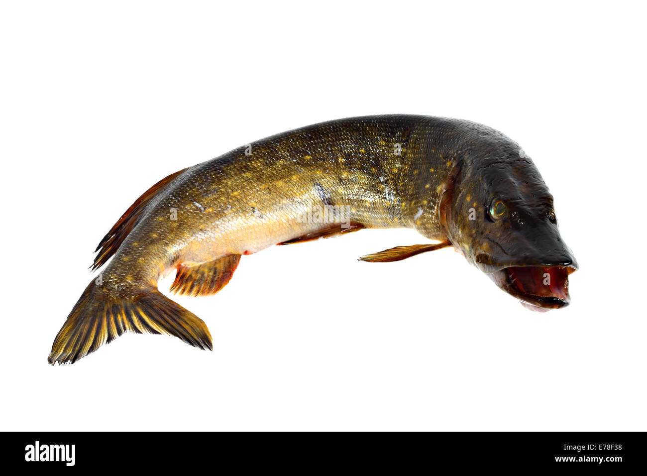 Luccio con ganasce aperte isolati su sfondo bianco Foto Stock