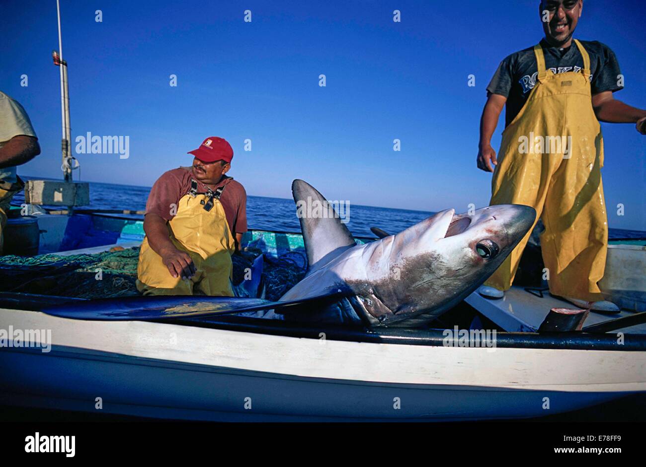 Gill net pescatori haul squalo trebbiatrice (Alopias vulpinus) sulla scheda; Huatabampo, Messico, Mare di Cortez, Oceano Pacifico Foto Stock