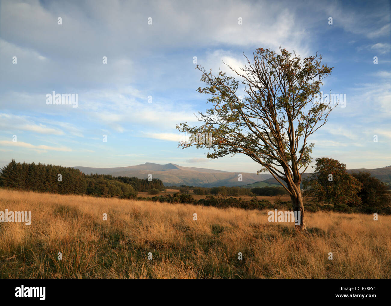 Lone Tree scheletrico sulla brughiera del Daudraeth Illtud comune con le montagne del Parco Nazionale di Brecon Beacons vedute distanti Foto Stock Lone Tree scheletrico sulla brughiera del Daudraeth Illtud comune con le montagne del Parco Nazionale di Brecon Beacons vedute distanti Foto Stock