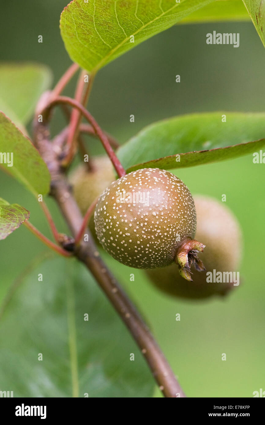 Pyrus pashia. Wild Himalayan pera. Foto Stock