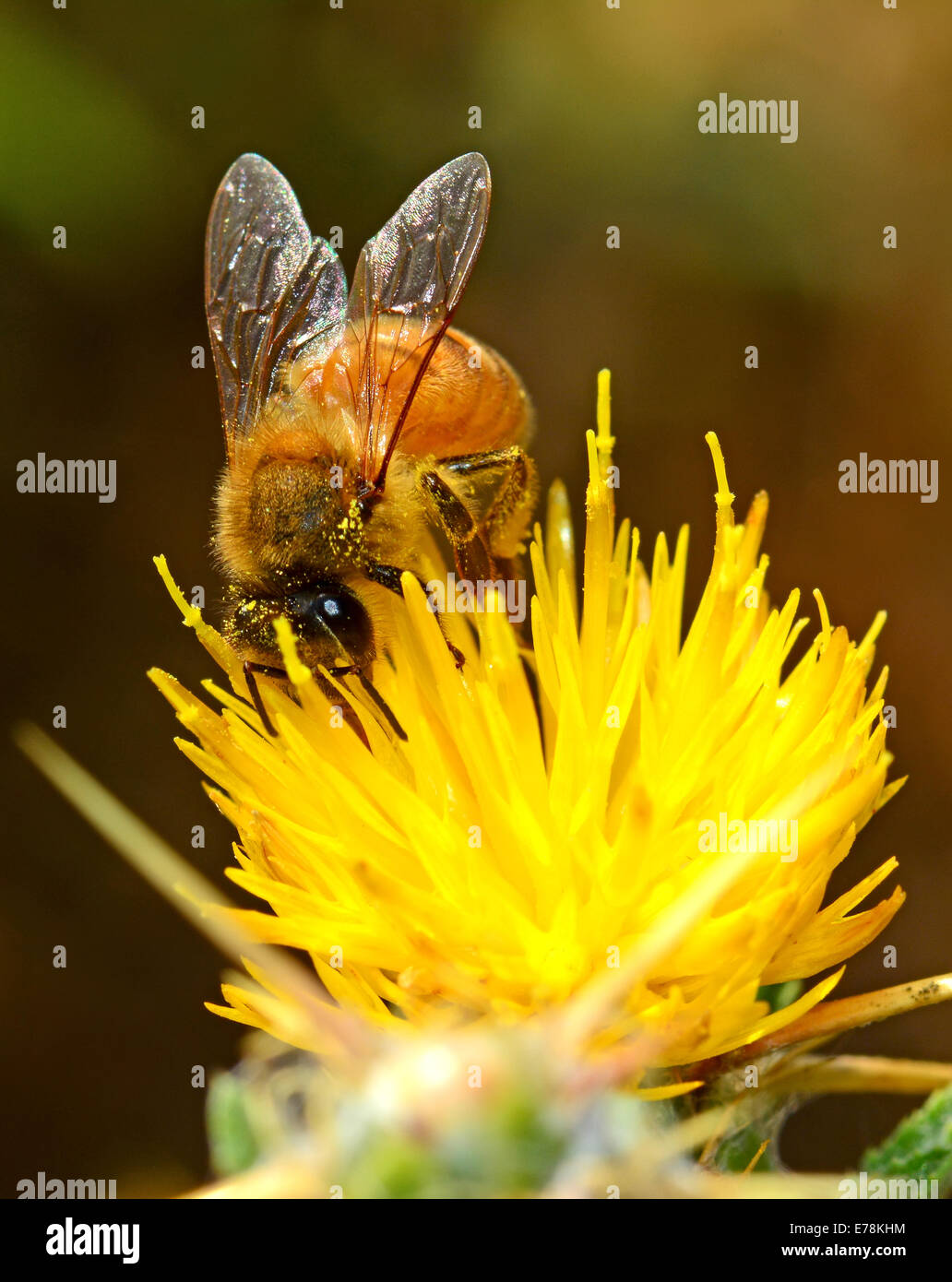 Bee impollinatori fiori selvatici, vista frontale Foto Stock