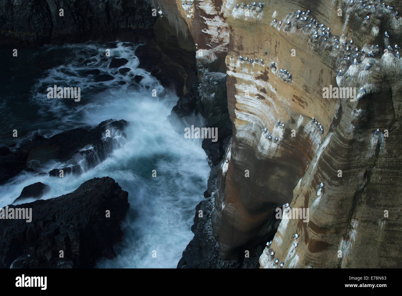 La nidificazione kittiwakes sulle scogliere a Pufubjarg, Snaefellsnes Peninsula, Western Islanda Foto Stock