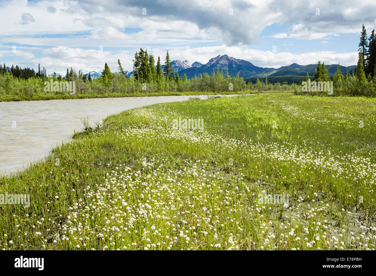 Tufted in cotone bianco di fiori di campo in erba linea le rive del fiume Santuario con l'Alaska Range nel Parco Nazionale di Denali in Alaska. Foto Stock