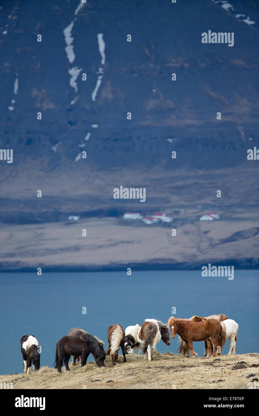 Islanda pony sulla costa al di fuori di Reykjavik, Islanda Foto Stock