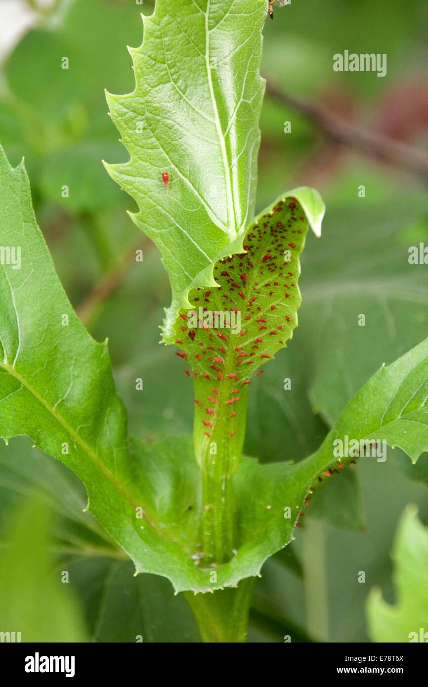 Tazza di impianto (Silphium perfoliatum) che mostra la coppa in foglia e rosso afidi Foto Stock