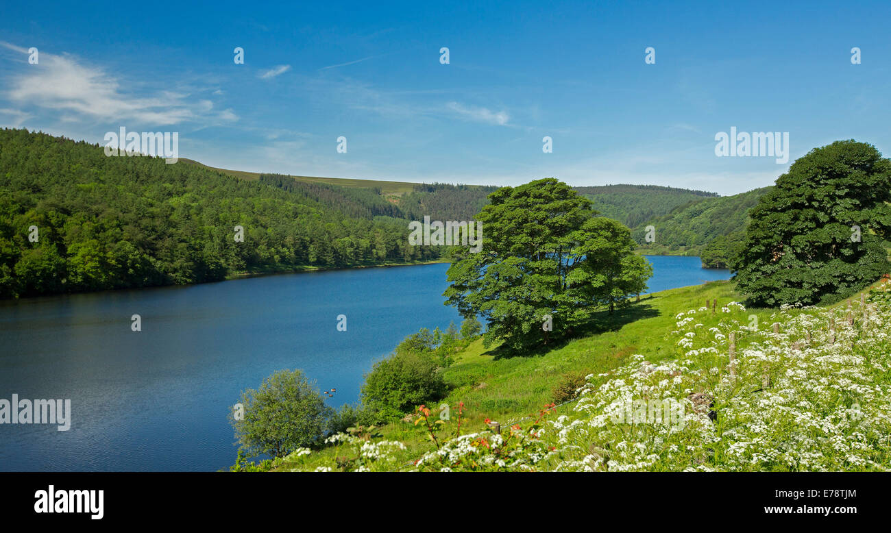 Lago Ladybower serbatoio sul fiume Ashop con cielo blu riflessa in acqua calma delimitata da boschi e campi di fiori selvatici, Derwent Valley, Inghilterra Foto Stock
