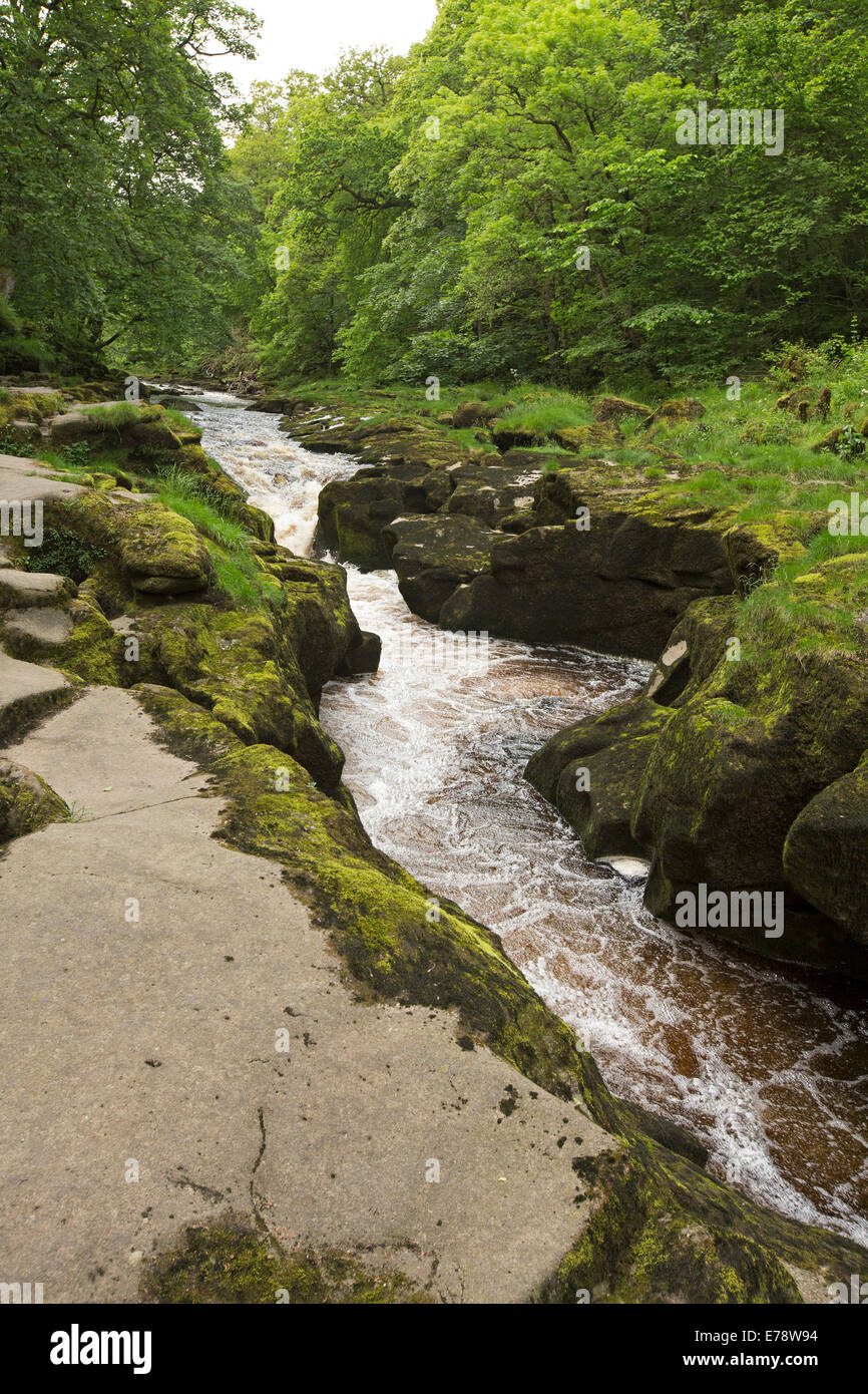 Stretta gola e moss pietra coperta che scorre veloce con acqua di fiume Wharfe affettatura attraverso l 'hotel Astrid boschi sul vasto Bolton Abbey Estate Inghilterra Foto Stock