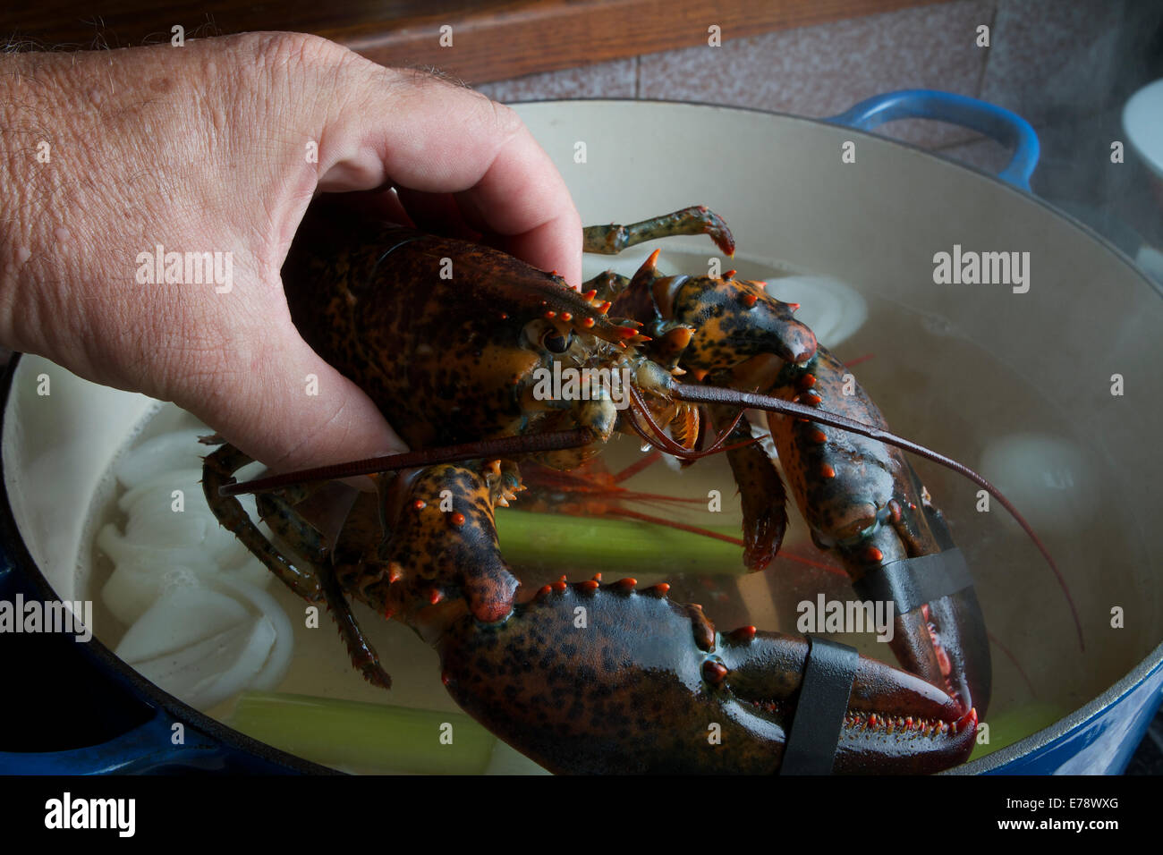 Un nuovo live aragosta grezzo pronto per ebollizione in una cucina Foto Stock