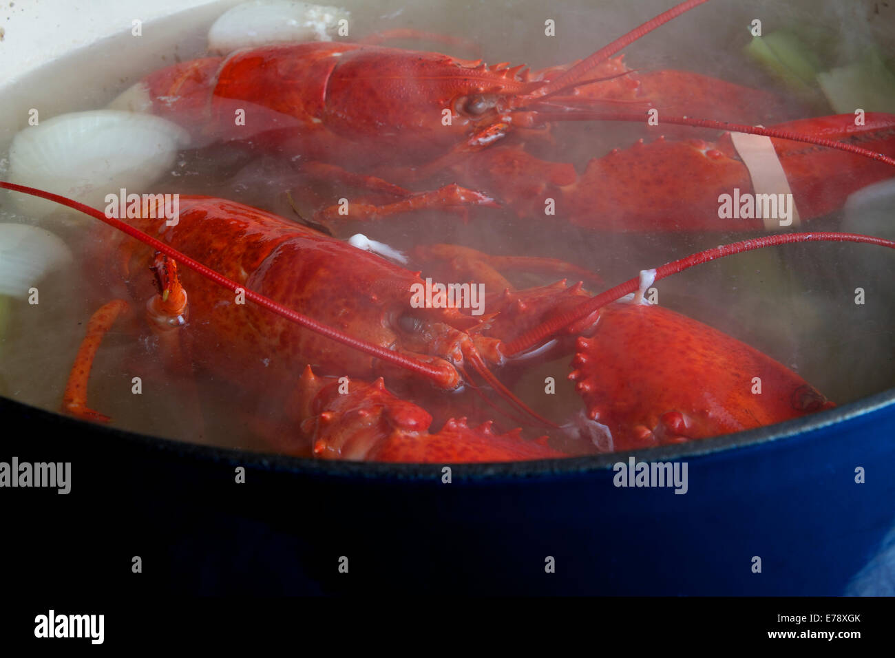 Un fresco due aragoste vive con punto di ebollizione nel magazzino in una cucina Foto Stock