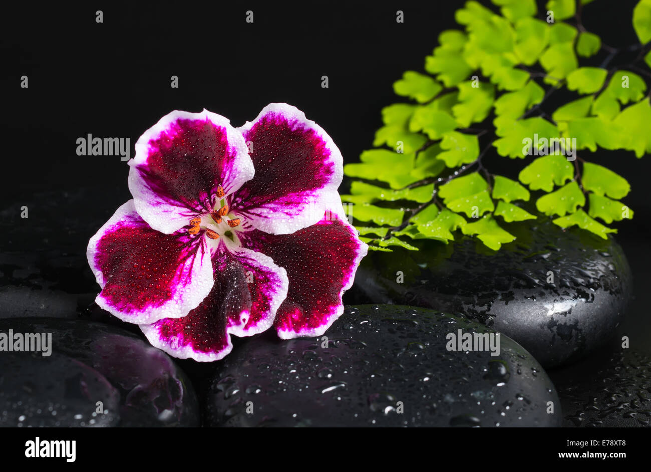 Concetto di Spa con una bella Deep Purple fiore di geranio, ramo verde zen e pietre con gocce closeup Foto Stock