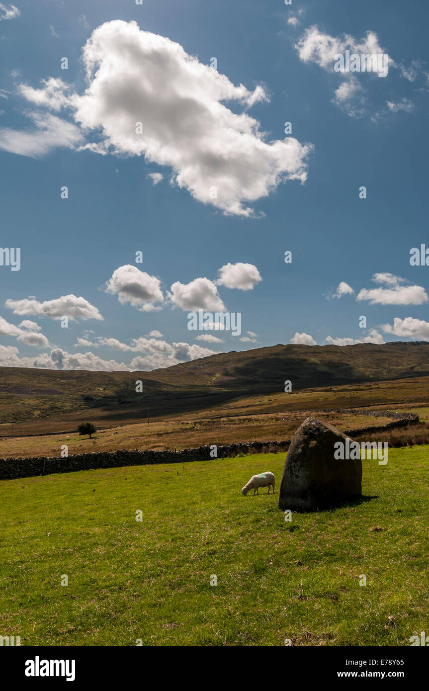 Il nord del Galles sentiero di montagna attraverso il taglio di Bryn Derwydd sul modo per Druid's Circle si tratta di Maen Crwn pietra rotonda Foto Stock