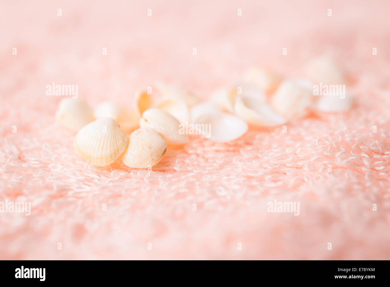 Luce di conchiglie di mare in morbida spugna rosa texture, primo piano Foto Stock