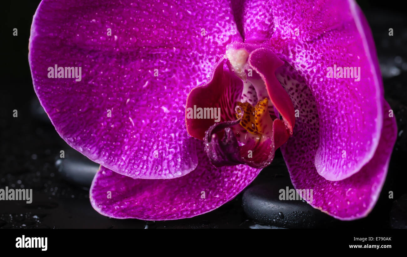 Spa ancora in vita con bella Deep Purple flower orchid, phalaenopsis zen e pietre con gocce su sfondo nero , closeup Foto Stock