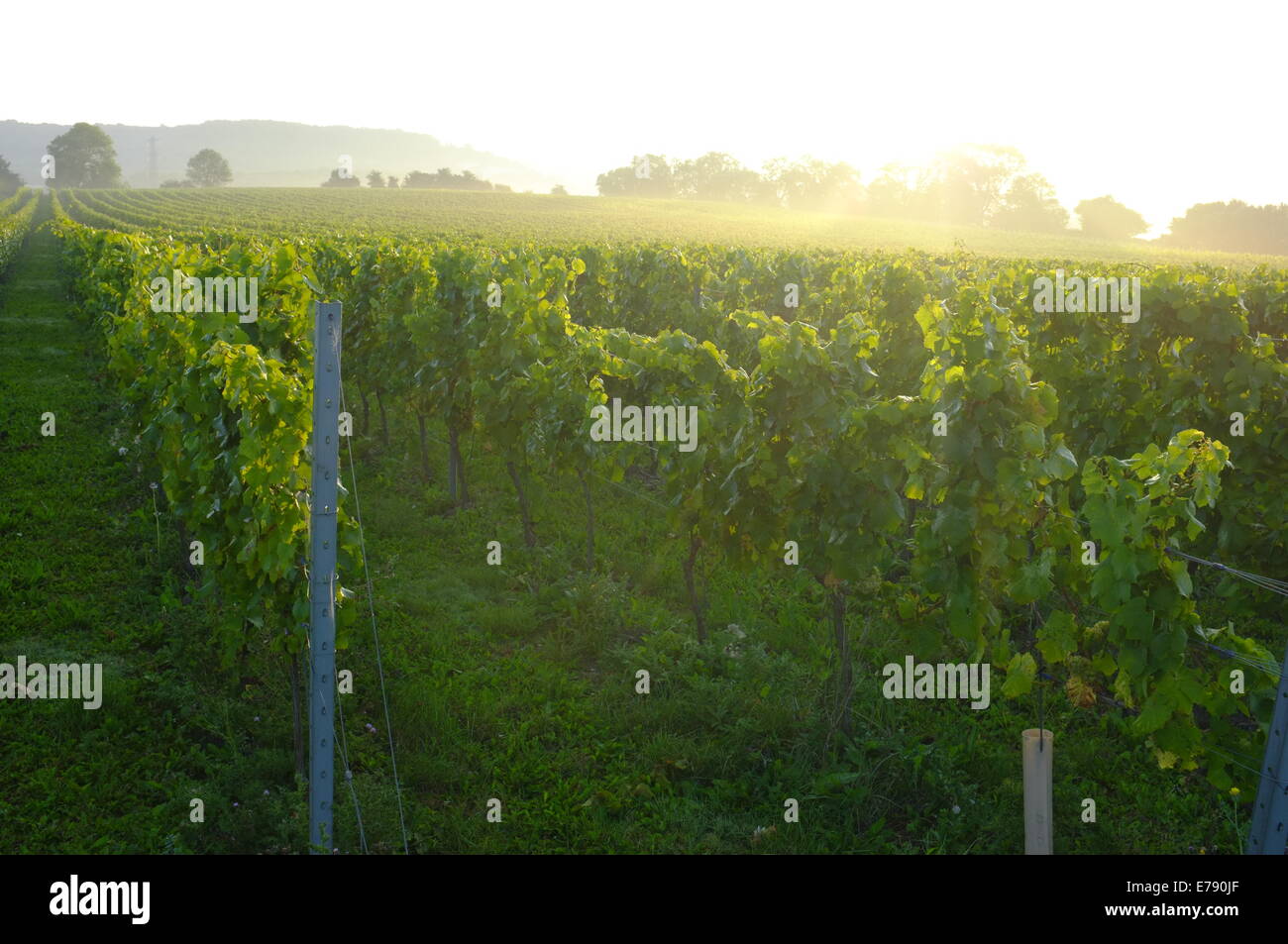 Aylesford, Kent, Regno Unito il 9 settembre 2014. Kent vigna quasi pronti per il raccolto nelle prime ore del mattino la nebbia. Matthew Richardson/Alamy Live News Foto Stock