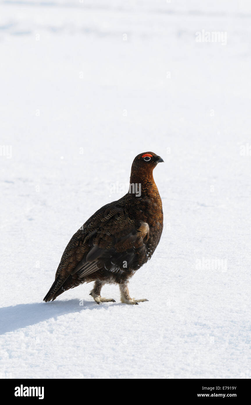 Red Grouse (Lagopus lagopus) maschio adulto camminare su neve a Lecht nel Parco Nazionale di Cairngorms, Scozia. Aprile. Foto Stock
