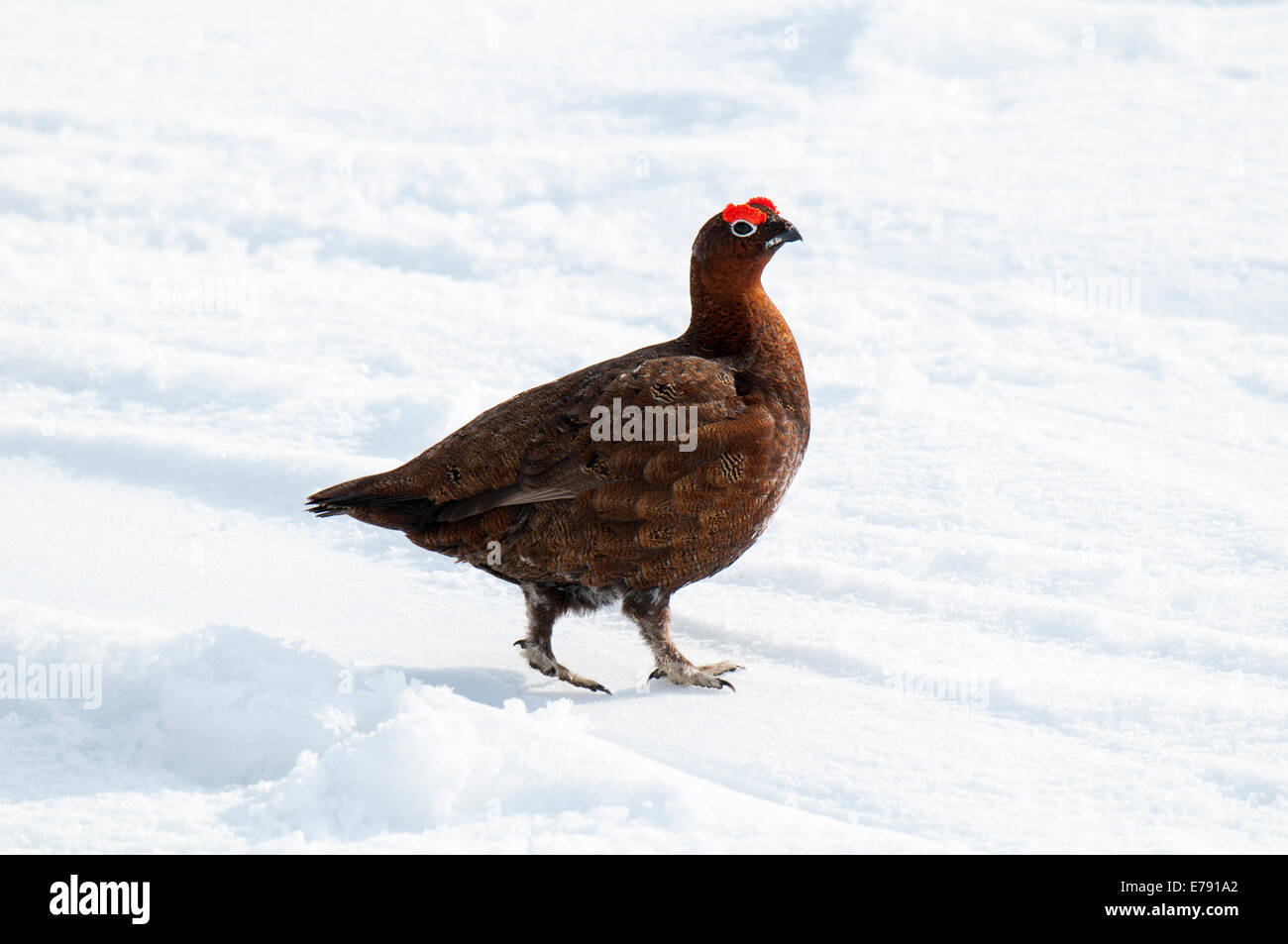 Red Grouse (Lagopus lagopus) maschio adulto camminare su neve a Lecht nel Parco Nazionale di Cairngorms, Scozia. Aprile. Foto Stock