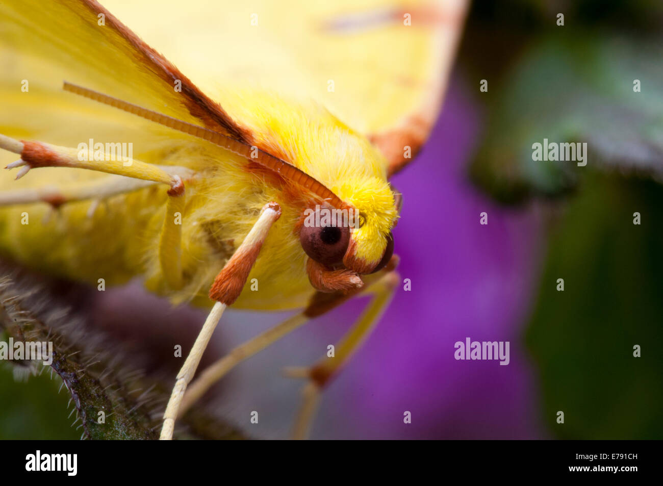 Close-up sulla testa di un brimstone tarma (Opisthograptis luteolata) seduto su fioritura di dead-ortiche in un giardino in Sowerby, n. Foto Stock