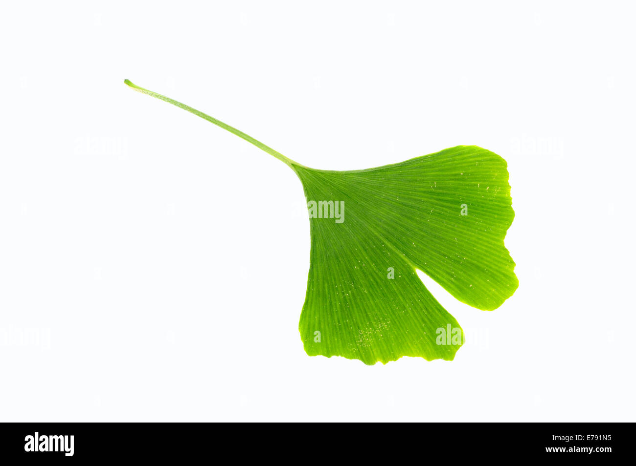 Il ginkgo (Ginkgo biloba), leaf Foto Stock