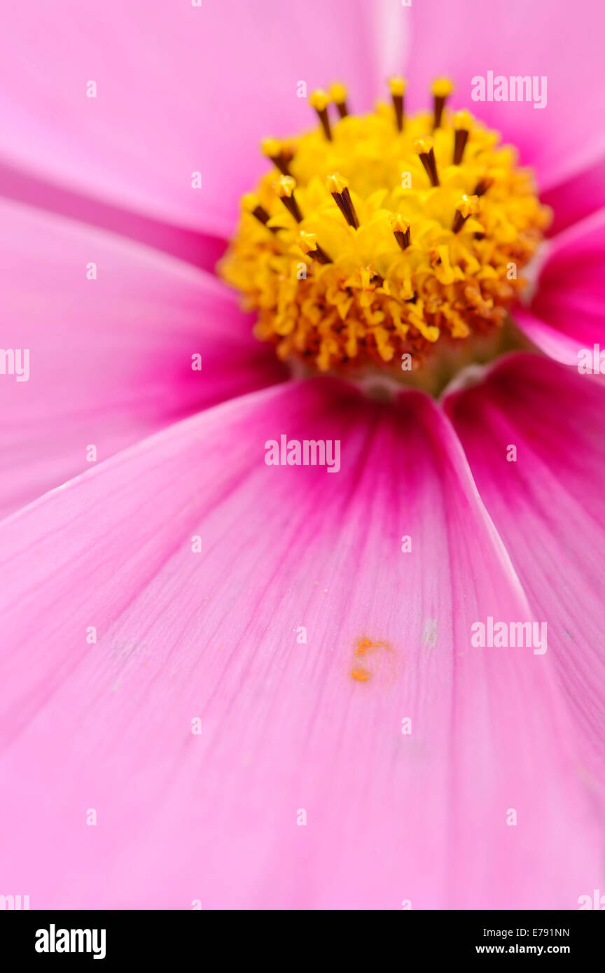 Giardino Cosmo (Cosmos bipinnatus, Cosmea bipinnata), vista in dettaglio di un fiore, Germania Foto Stock