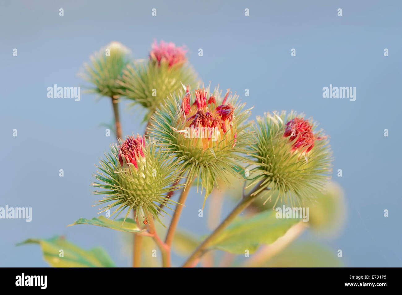 Maggiore (Bardana Arctium lappa), fiori, Renania settentrionale-Vestfalia, Germania Foto Stock